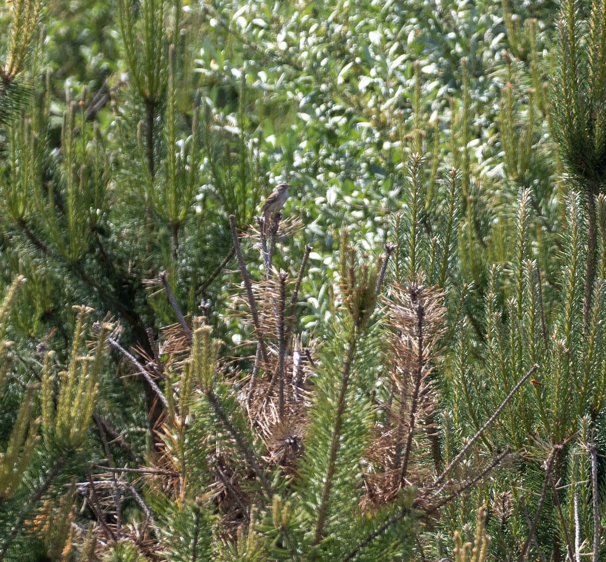 Clay-colored Sparrow - ML581440881