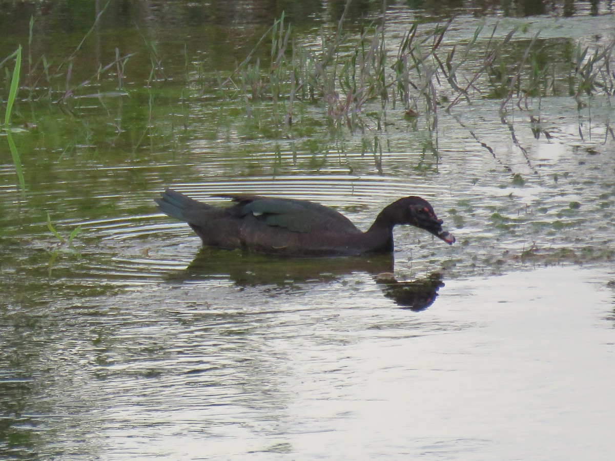 Muscovy Duck - ML581441131