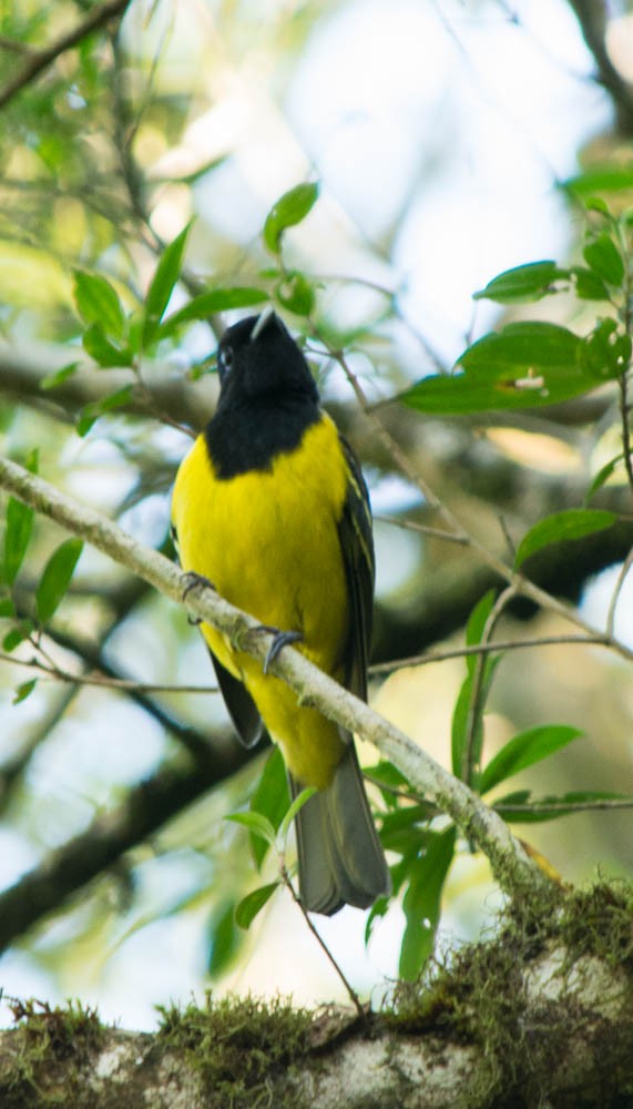 Cotinga coqueluchon - ML58144171