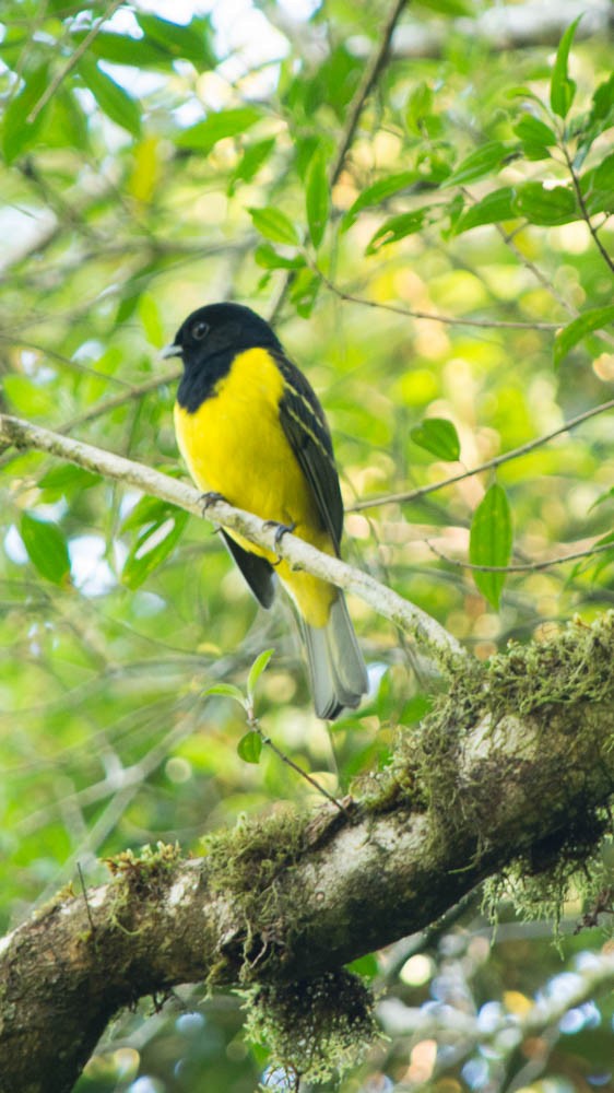 Cotinga Encapuchado - ML58144181