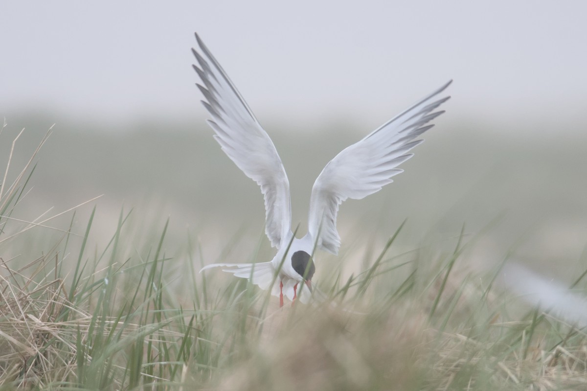 Common x Roseate Tern (hybrid) - ML581441931