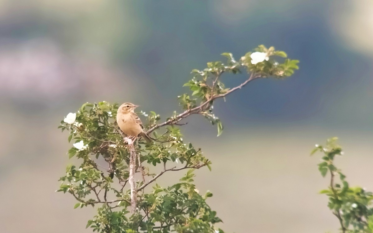 Tawny Pipit - ML581442011