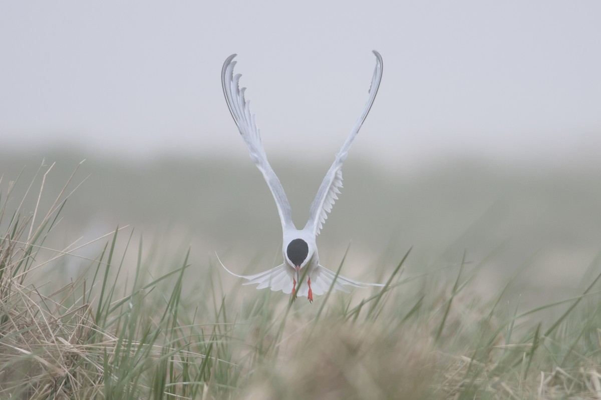 Common x Roseate Tern (hybrid) - ML581443011