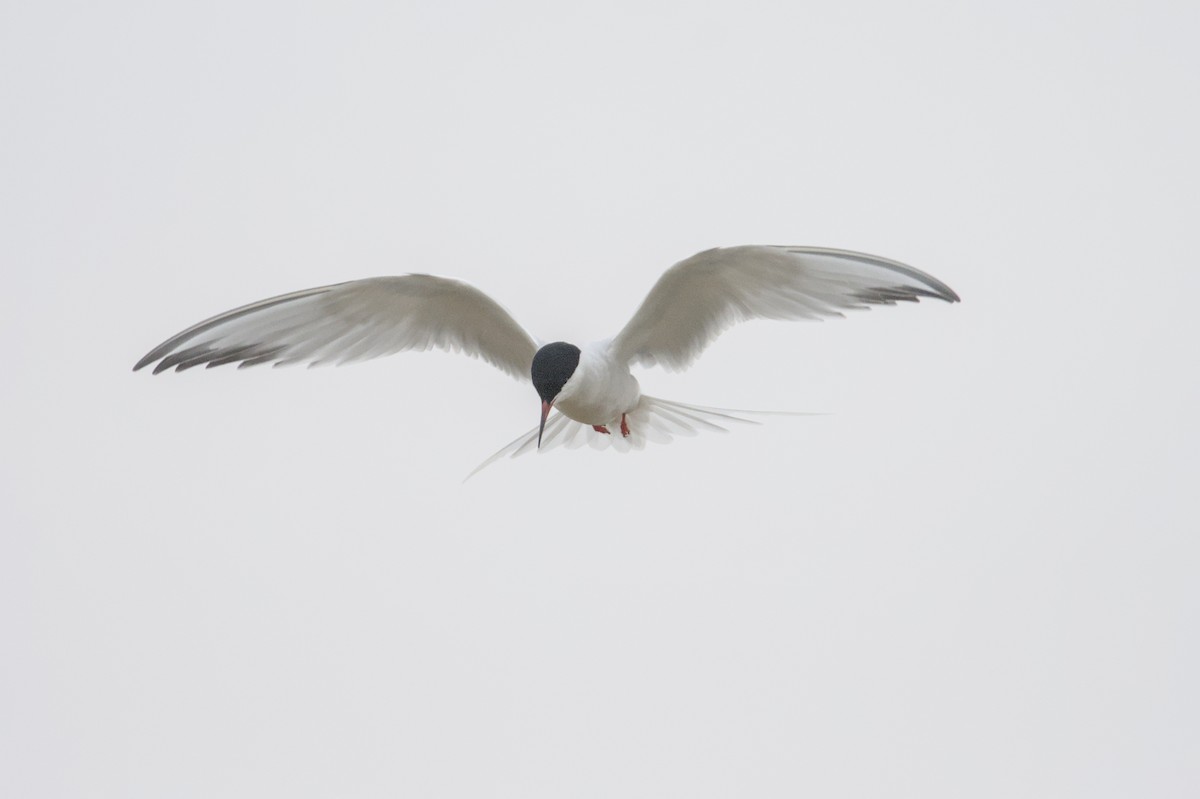 Common x Roseate Tern (hybrid) - ML581443031