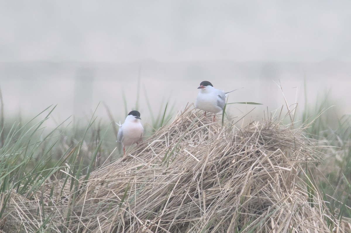 Common x Roseate Tern (hybrid) - ML581443261