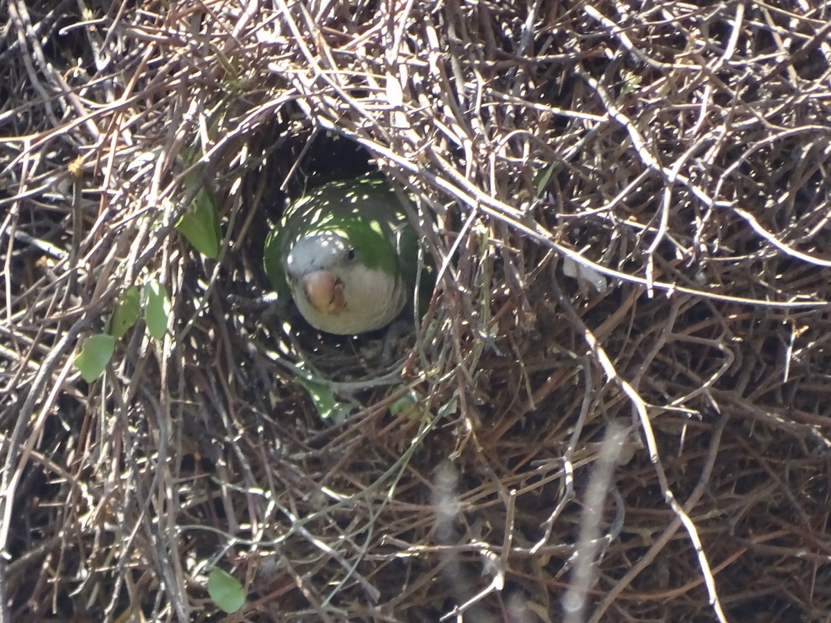 Monk Parakeet - ML581443331