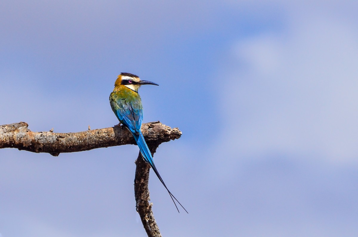 White-throated Bee-eater - ML581445771