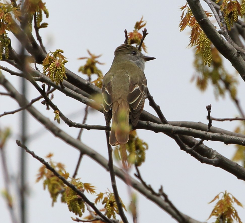 Great Crested Flycatcher - ML58144611