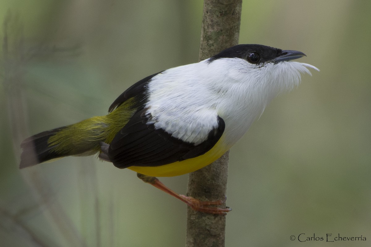 White-collared Manakin - Carlos Echeverría