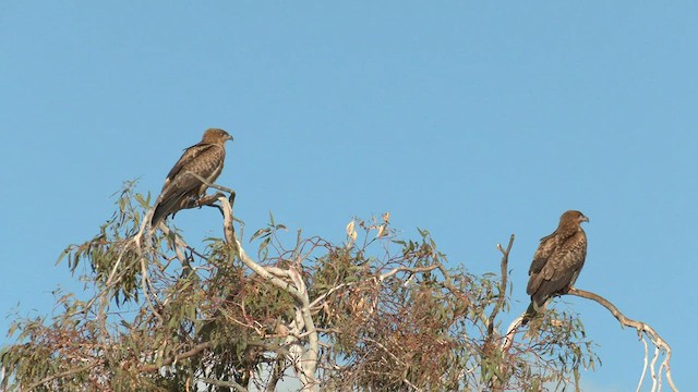 Whistling Kite - ML581447021