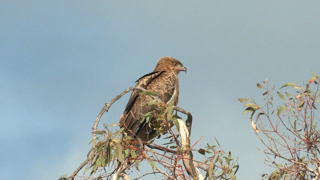 Whistling Kite - ML581447081