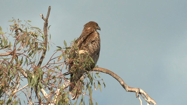 Whistling Kite - ML581447121