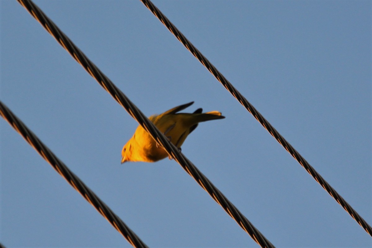 Saffron Finch - ML581447431