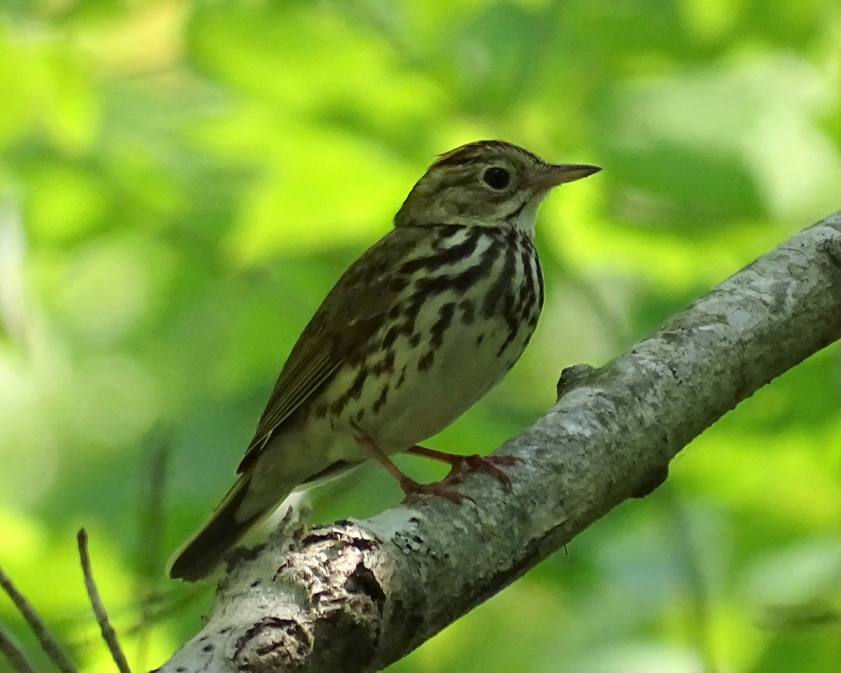 Ovenbird - Jennifer Sherwood