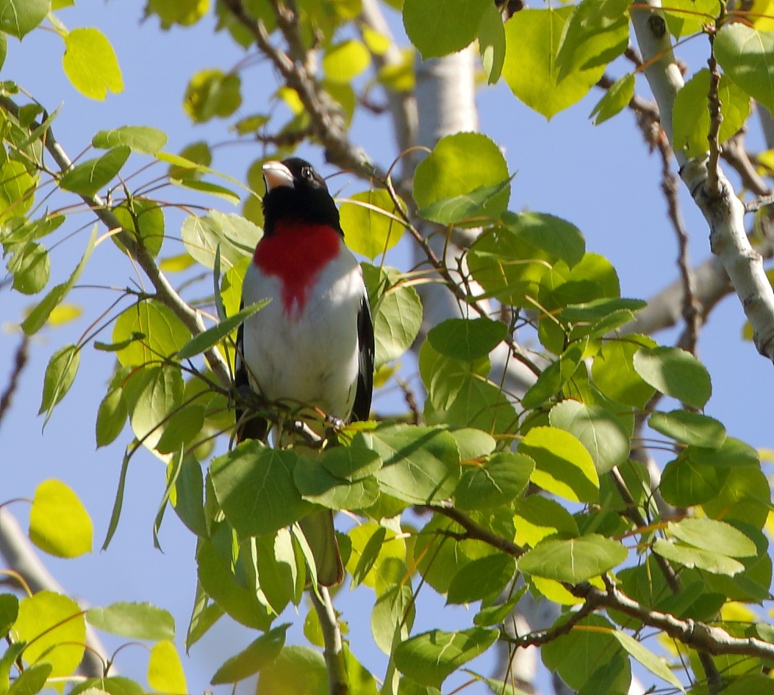 dlaskovec růžovoprsý - ML58144761