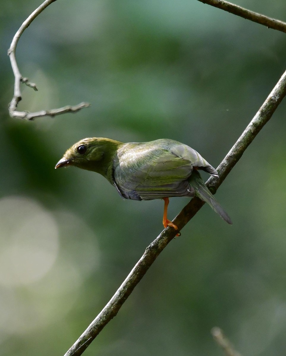 Long-tailed Manakin - Henry Fabián