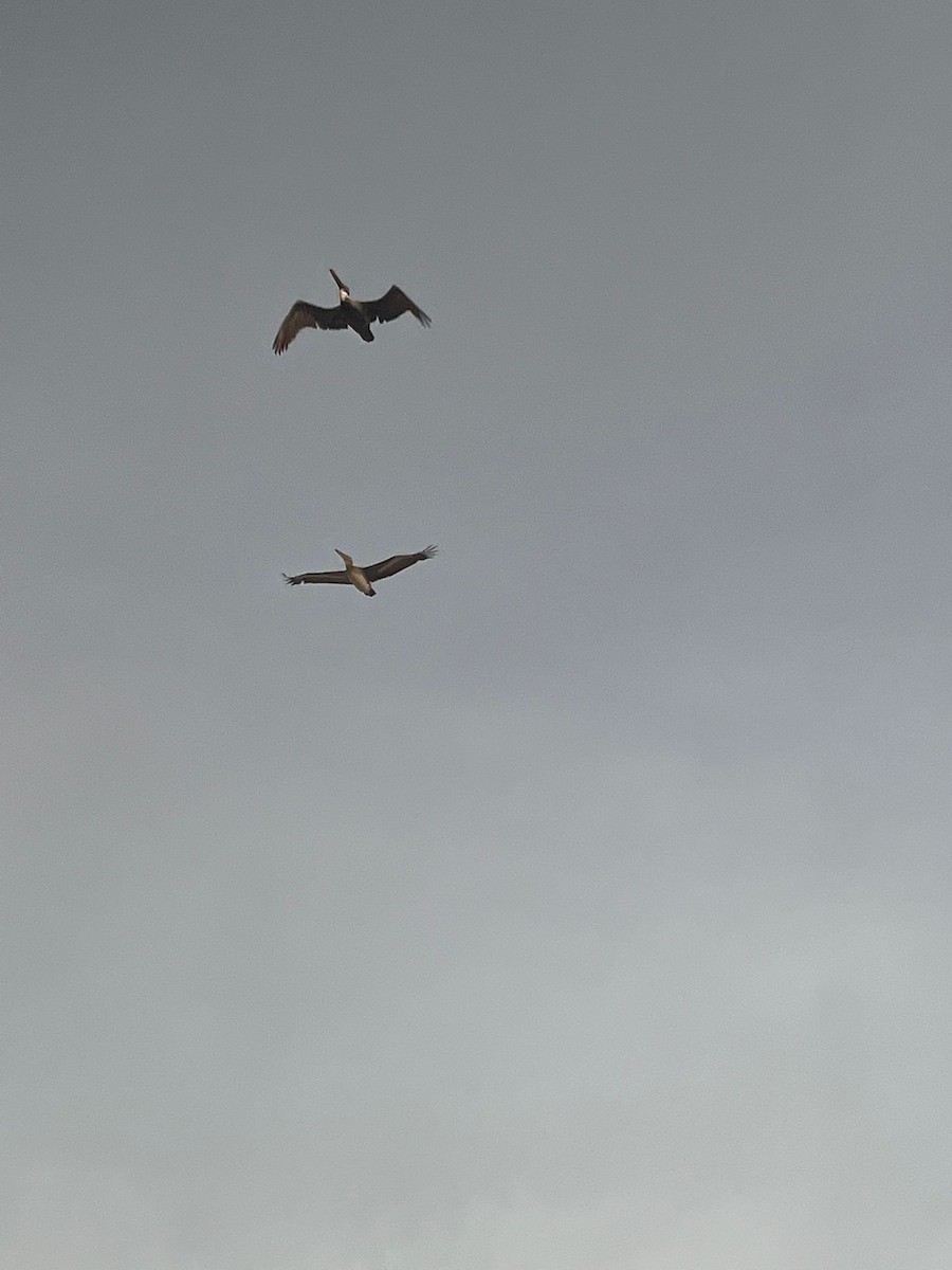 Brown Pelican (Southern) - ML581448491