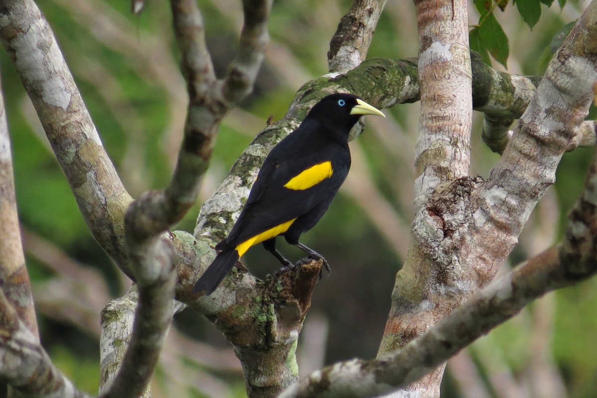 Yellow-rumped Cacique - ML58144851