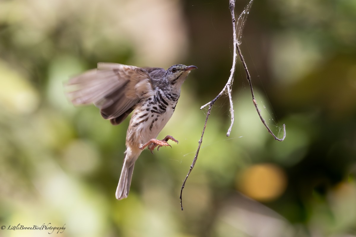 Bar-breasted Honeyeater - ML581448791