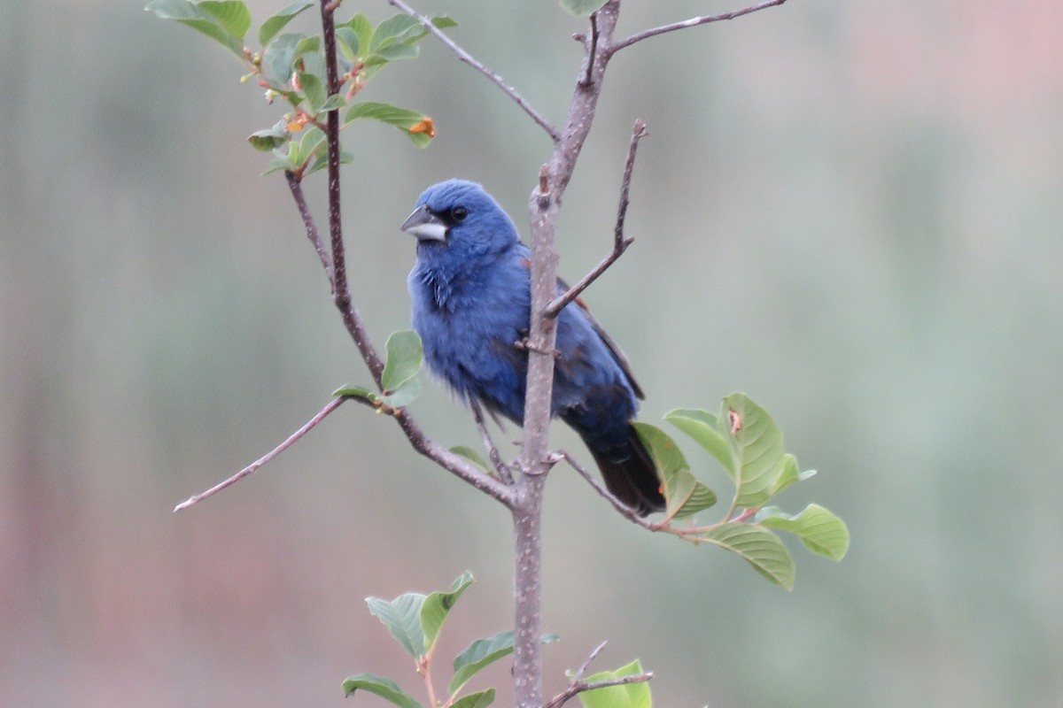 Blue Grosbeak - ML581449491