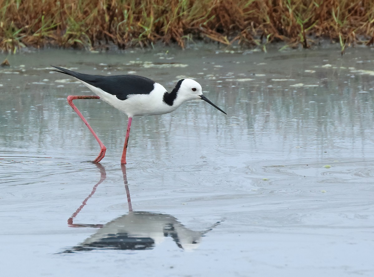 Pied Stilt - Dave Bakewell