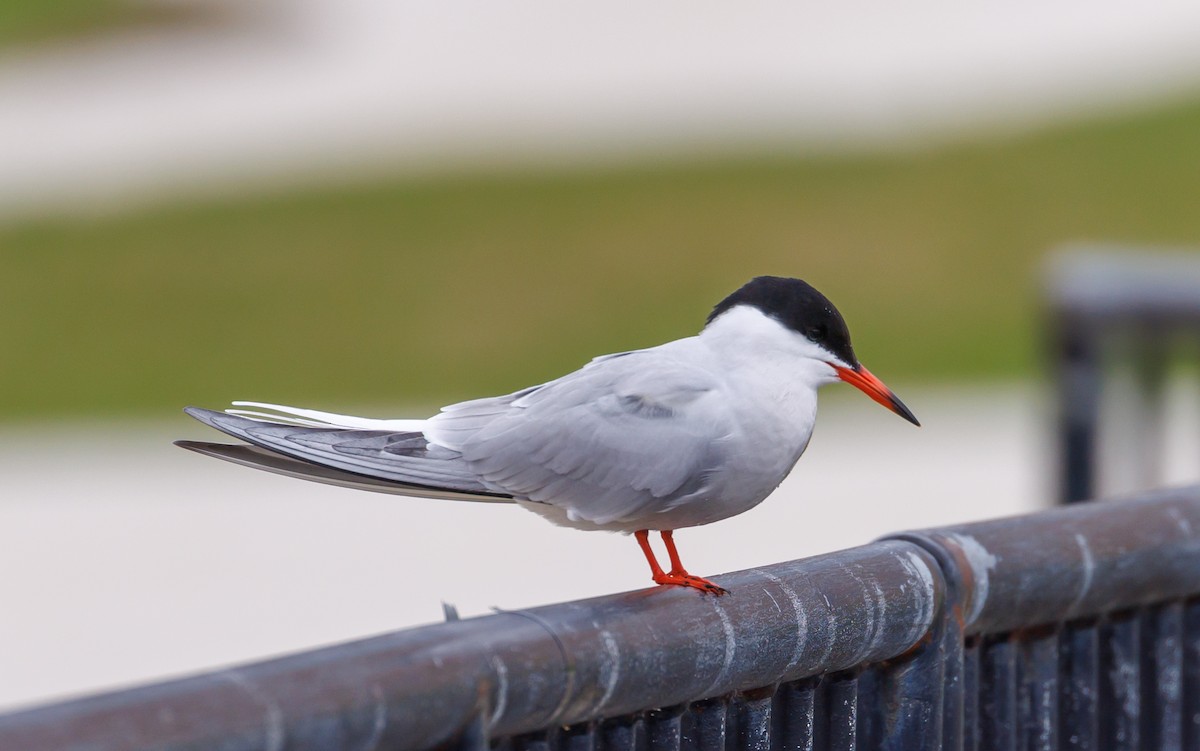 Common Tern - John Alexander