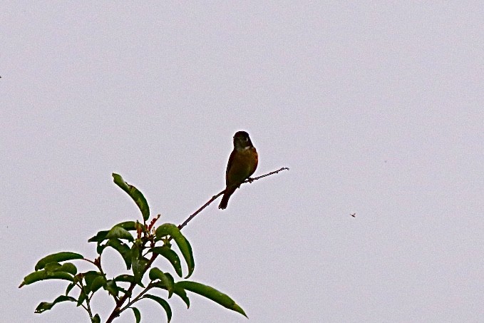 Ferruginous Flycatcher - ML581451491