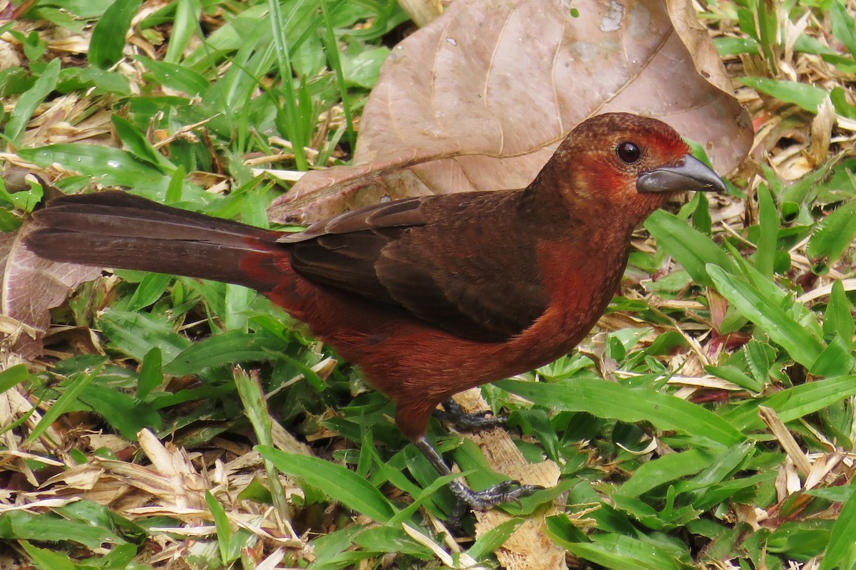 Silver-beaked Tanager - ML58145151