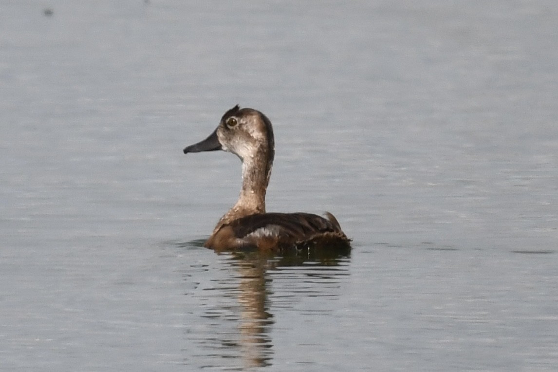 Ring-necked Duck - ML581451631