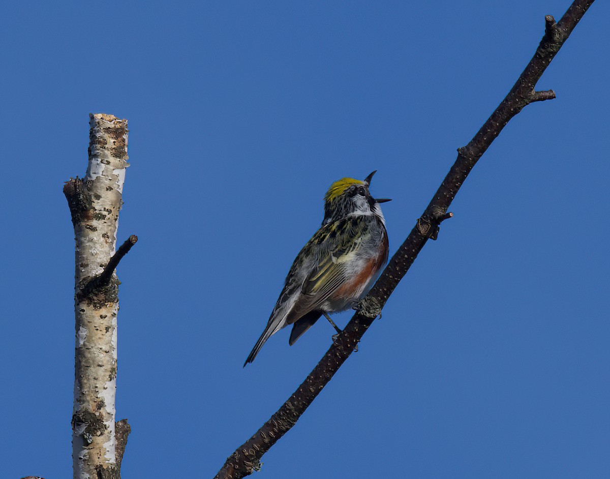 Chestnut-sided Warbler - ML581451831