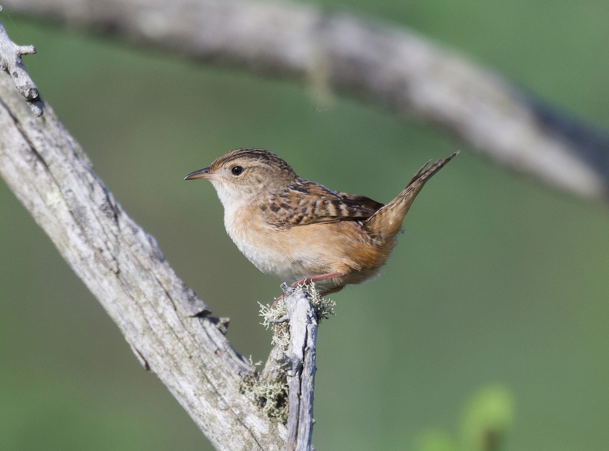 Sedge Wren - ML581451891