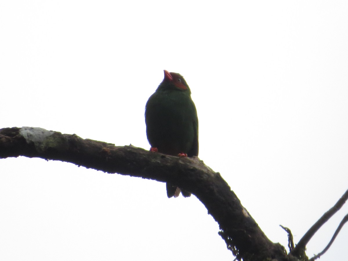 Grass-green Tanager - ML58145211