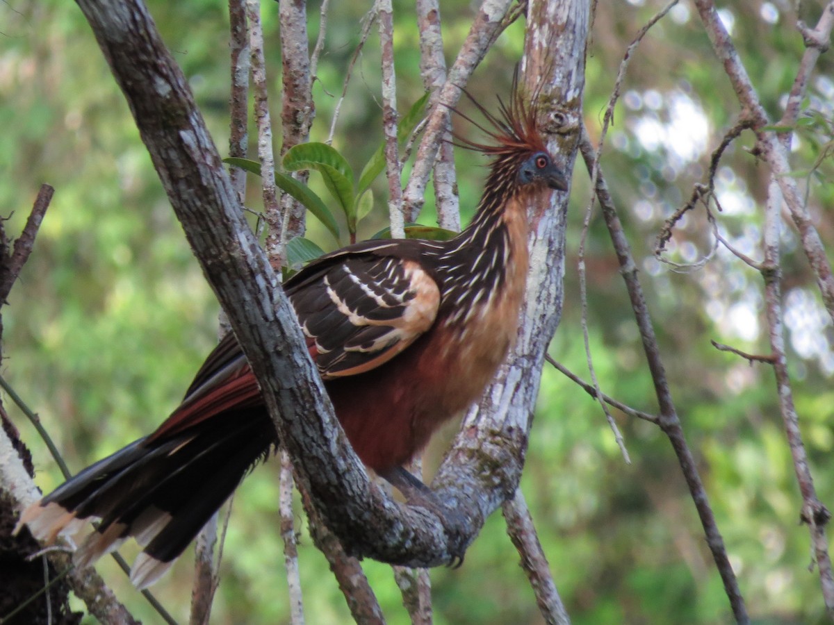 Hoatzin - ML58145221