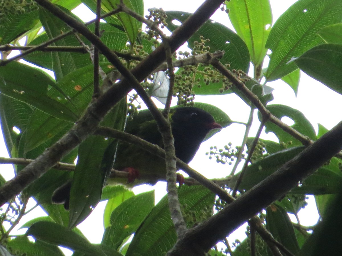 Green-and-black Fruiteater - ML58145271