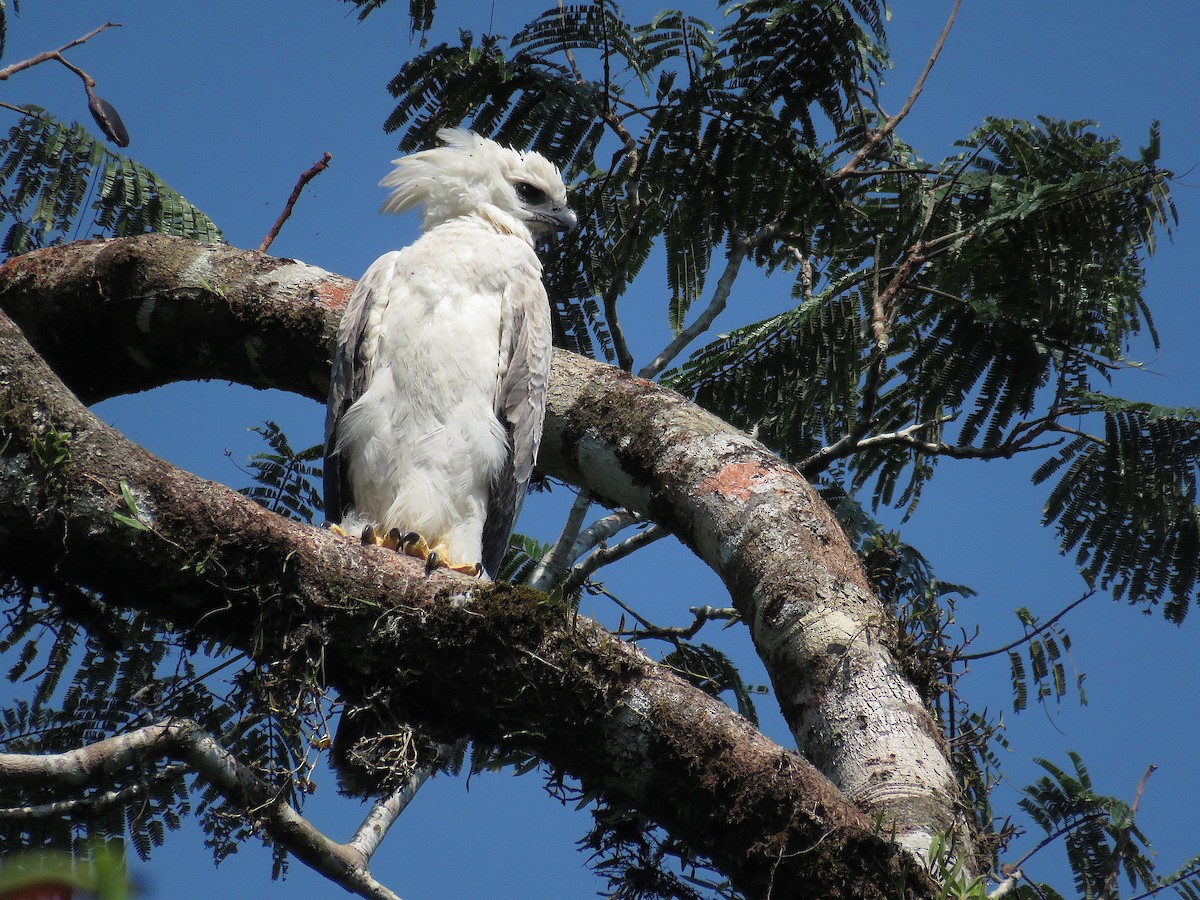 Harpy Eagle - ML581453551