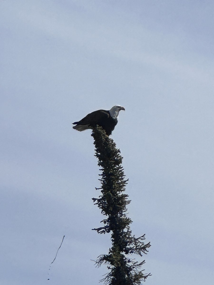 Bald Eagle - ML581454061