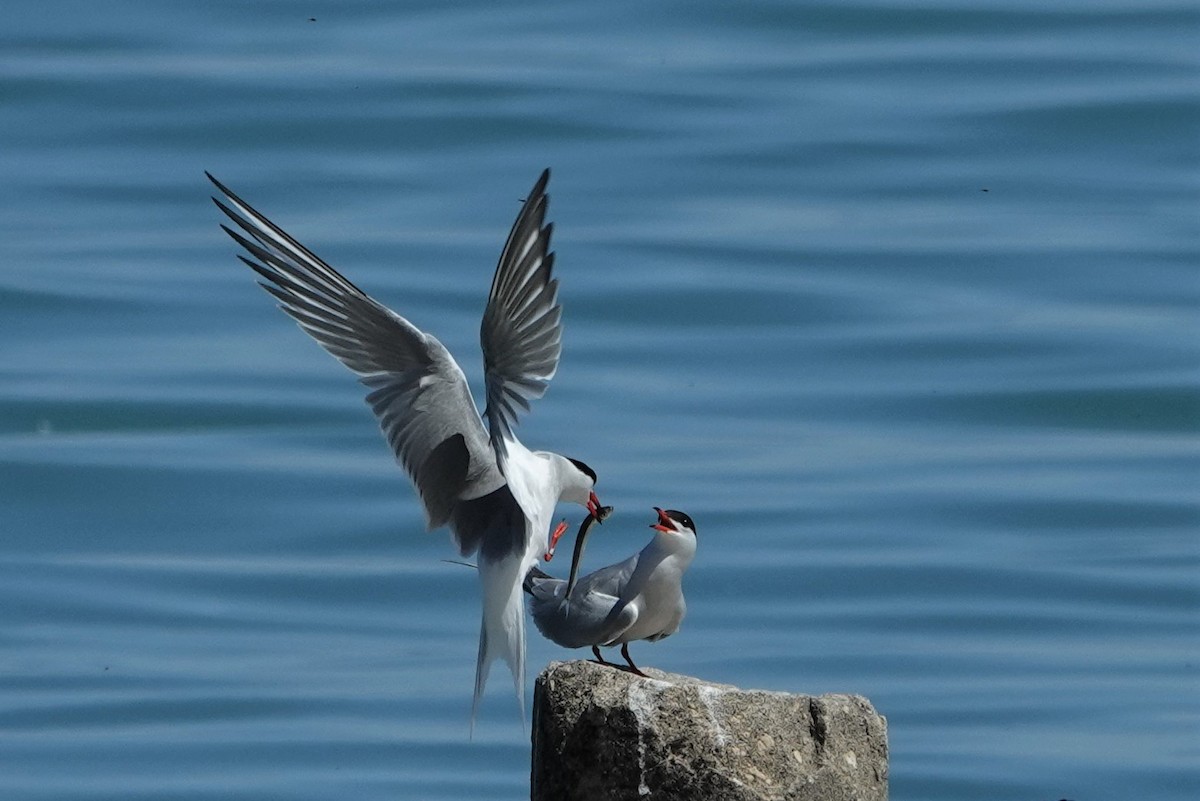 Common Tern - ML581454381