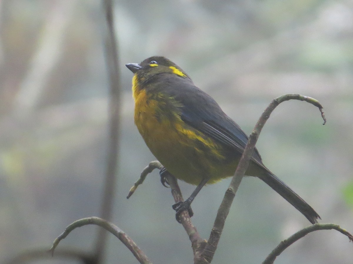 Lacrimose Mountain Tanager - ML58145471