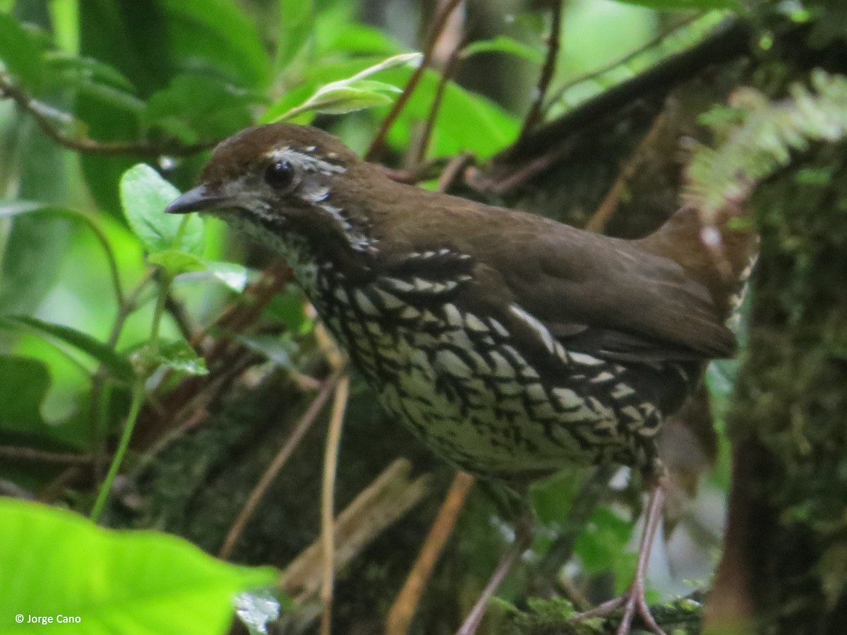 Schwartz's Antthrush - Bioexploradores Farallones del Citará