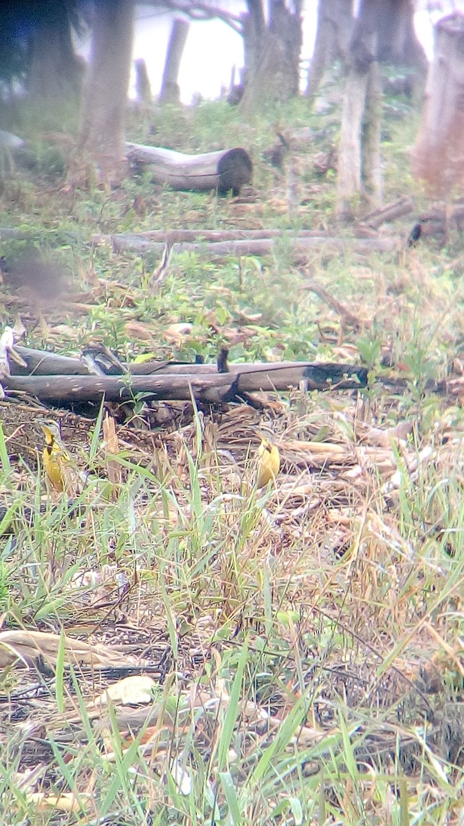 Eastern Meadowlark - ML58145561
