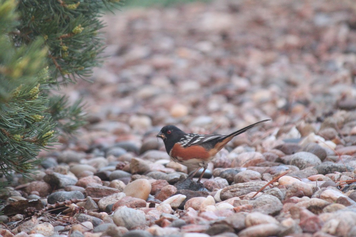 Spotted Towhee - ML581456111