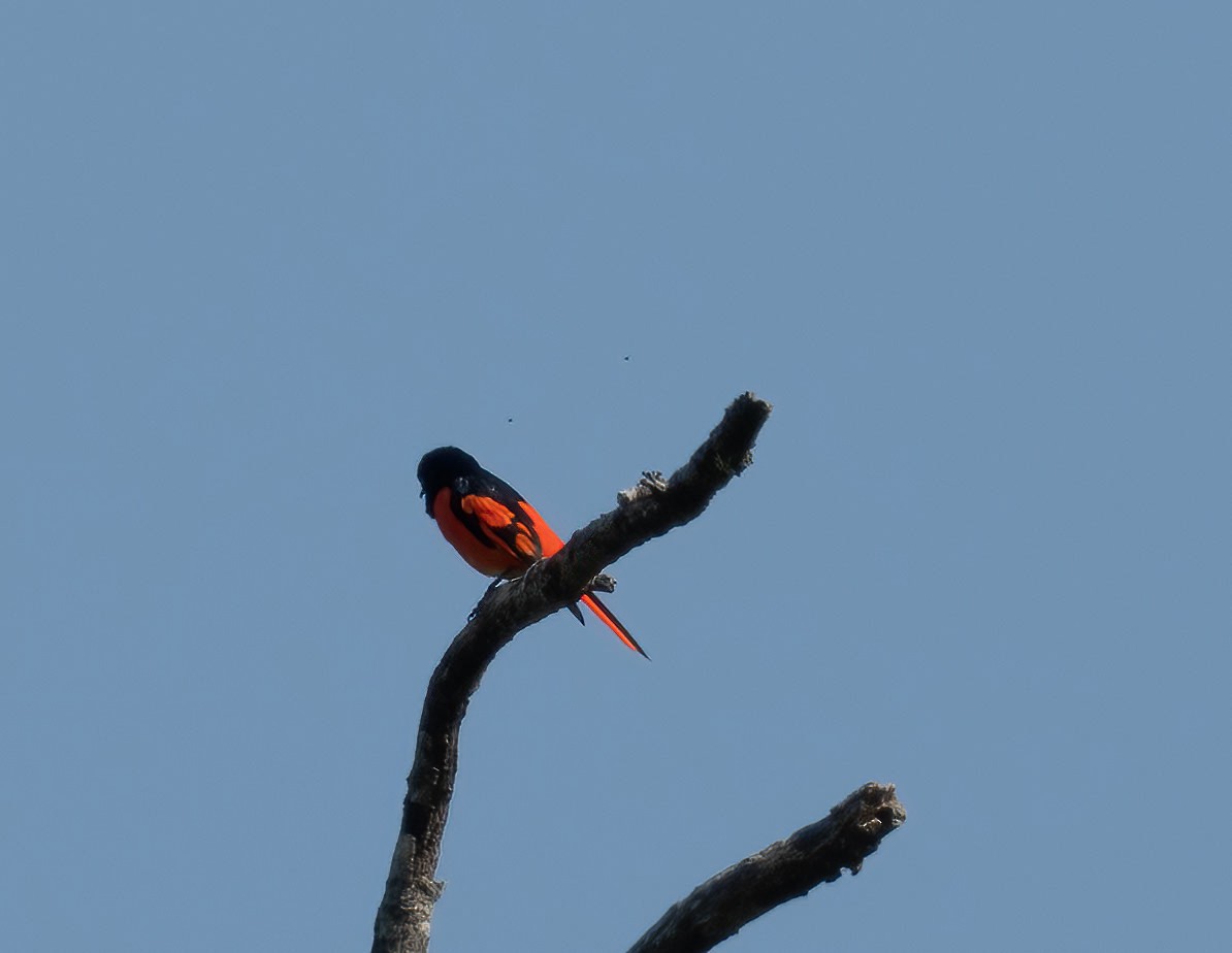 Scarlet Minivet - ML581456341