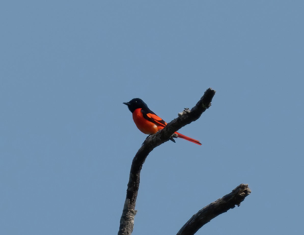 Scarlet Minivet - ML581456351