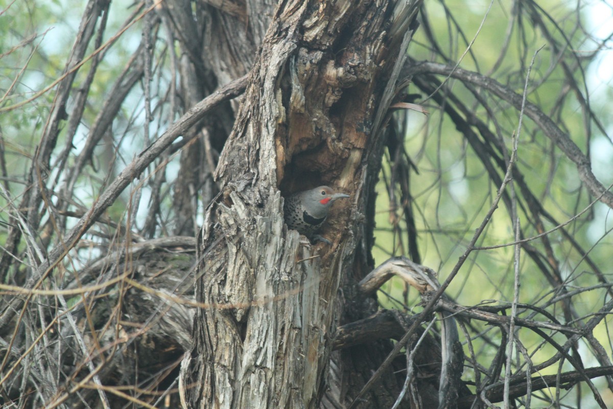 Northern Flicker - ML581456391