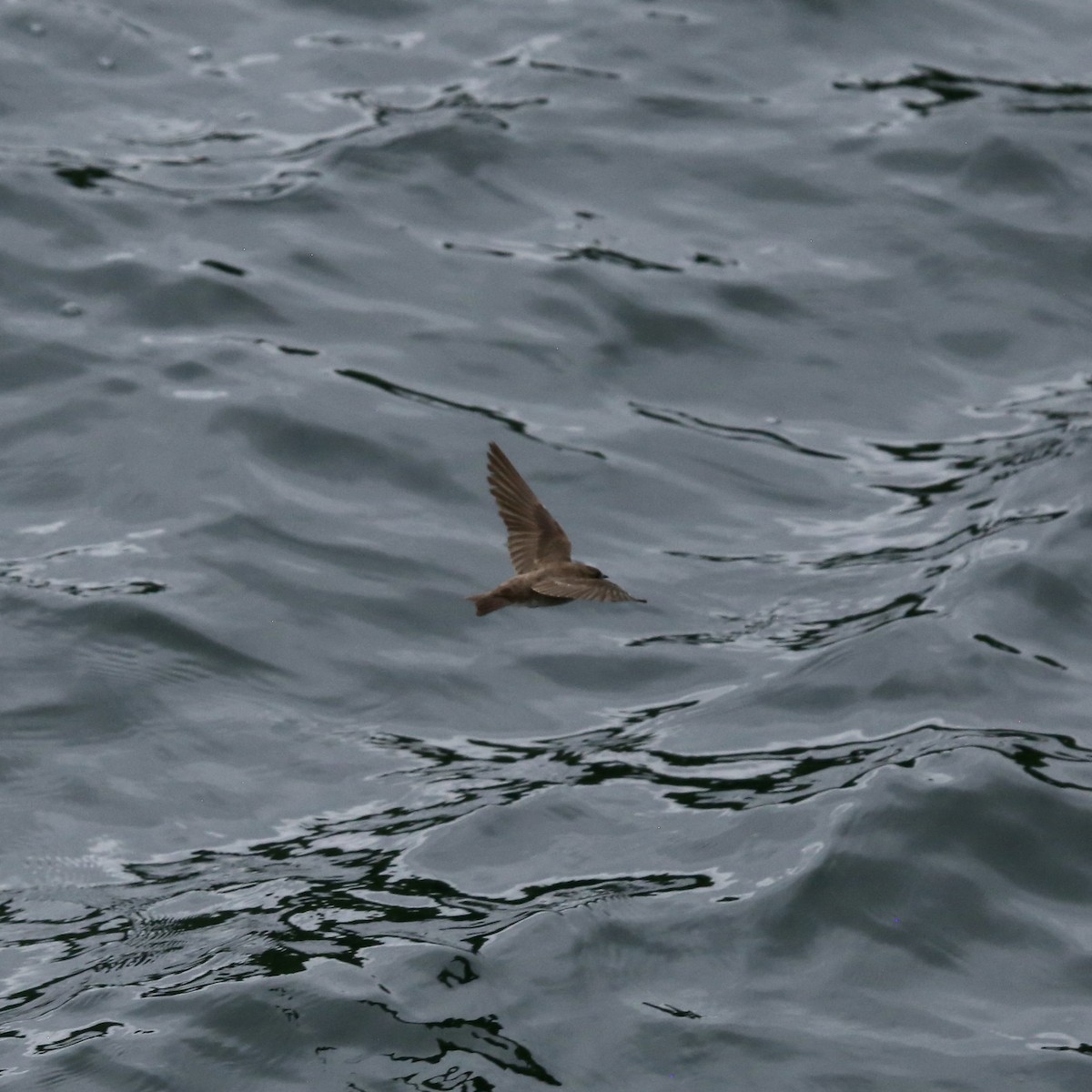 Northern Rough-winged Swallow - ML581456561