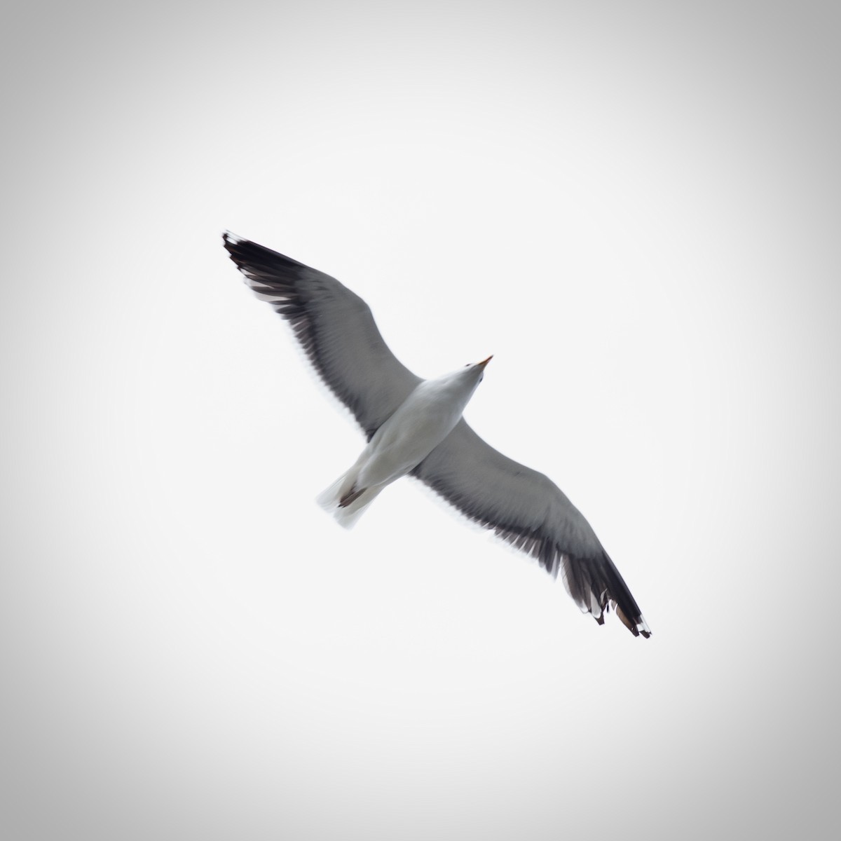 Great Black-backed Gull - ML581456661