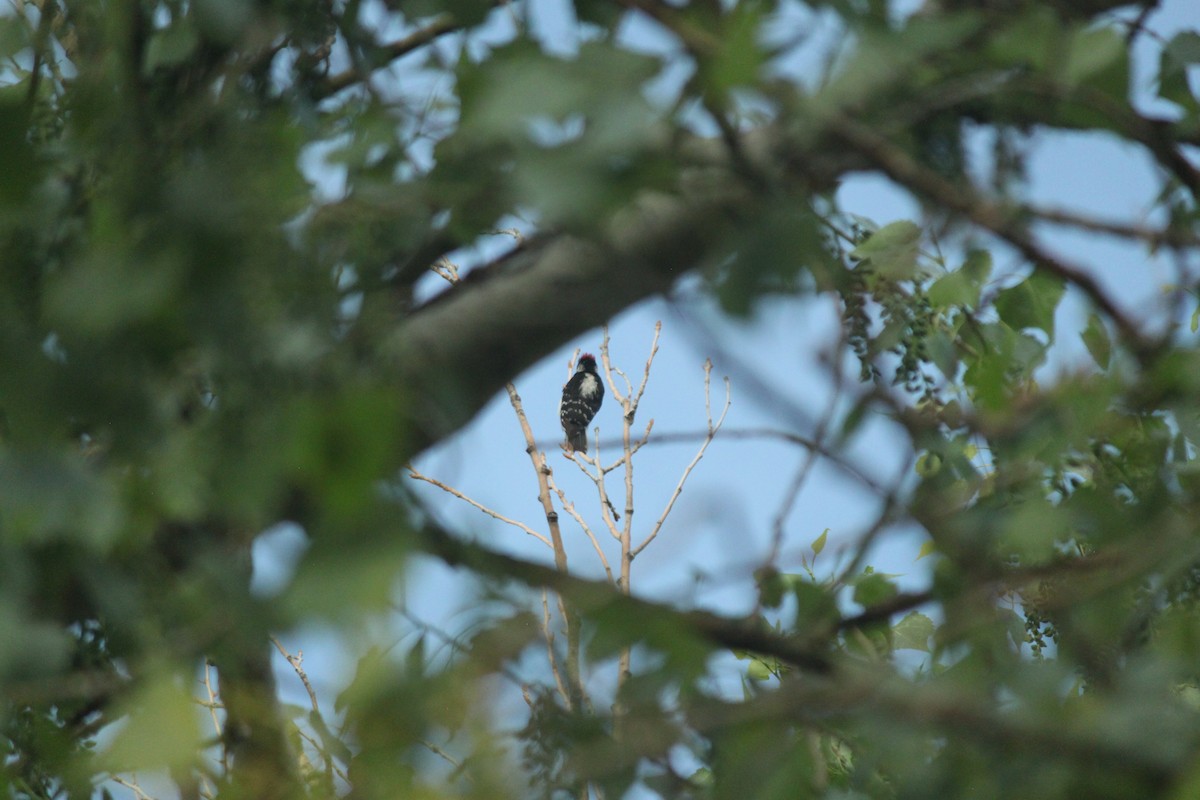 Hairy Woodpecker - ML581456691