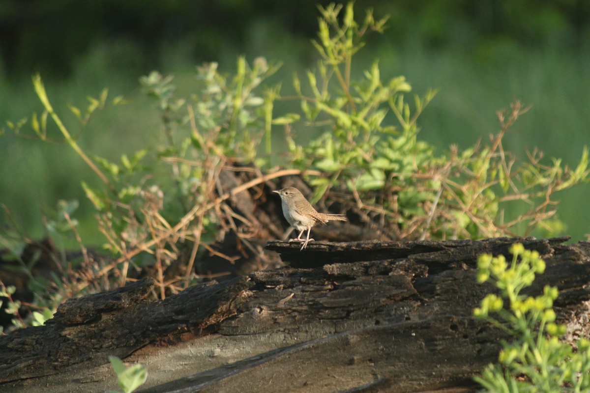 Northern House Wren - ML581456741