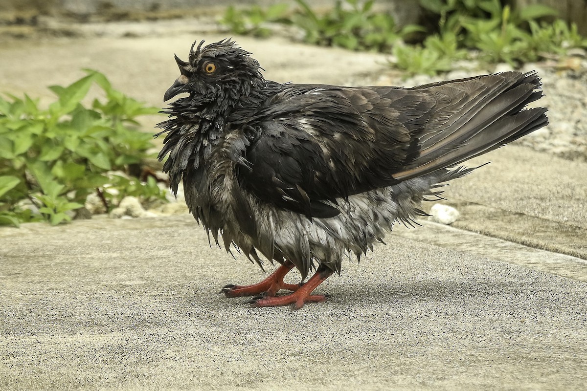 Rock Pigeon (Feral Pigeon) - Chris Griffin