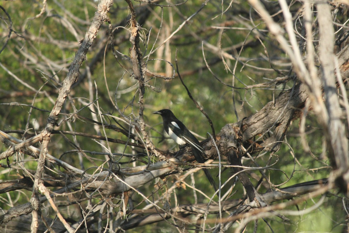 Black-billed Magpie - ML581457061